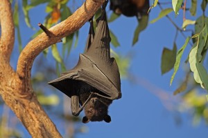 Black bat hanging upside down in a tree